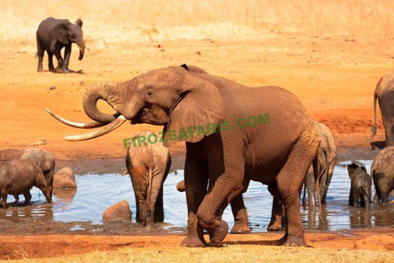 Tsavo East and West with Firoz Safaris (4)